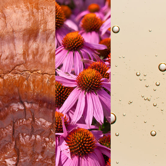 Collage of pink flowers with orange centers on a textured background