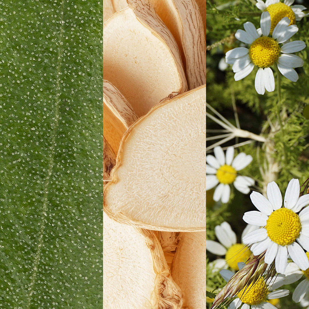 Collage of close-up images including a leaf, a flower bud, and daisies.