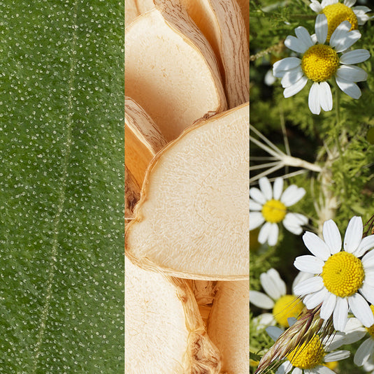 Collage of close-up images including a leaf, a flower bud, and daisies.