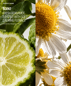 Scent profile graphic for a fresh bergamot and chamomile rose fragrance, featuring a split design with a sliced bergamot lime on the left and white chamomile flowers with yellow centers on the right. Text reads 'PRODUCT NAME SCENT FRESH BERGAMOT, LAYERED WITH SOFT CALMING FLORALS Chamomile, Bergamot + Rose'.