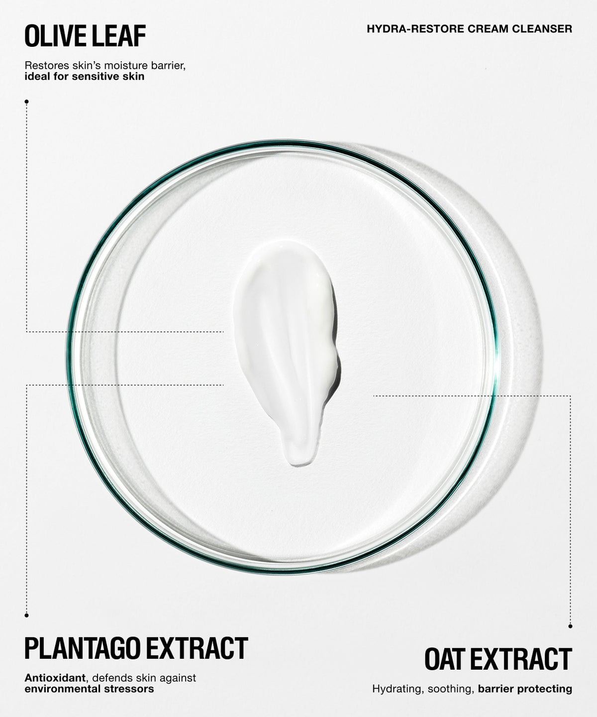 Clean skincare infographic on a light gray background showing a clear circular petri dish with a white cream smear in the center. Text reads 'OLIVE LEAF' and 'HYDRA-RESTORE CREAM CLEANSER' at the top, with 'PLANTAGO EXTRACT' and 'OAT EXTRACT' at the bottom and callout lines pointing to the dish.
