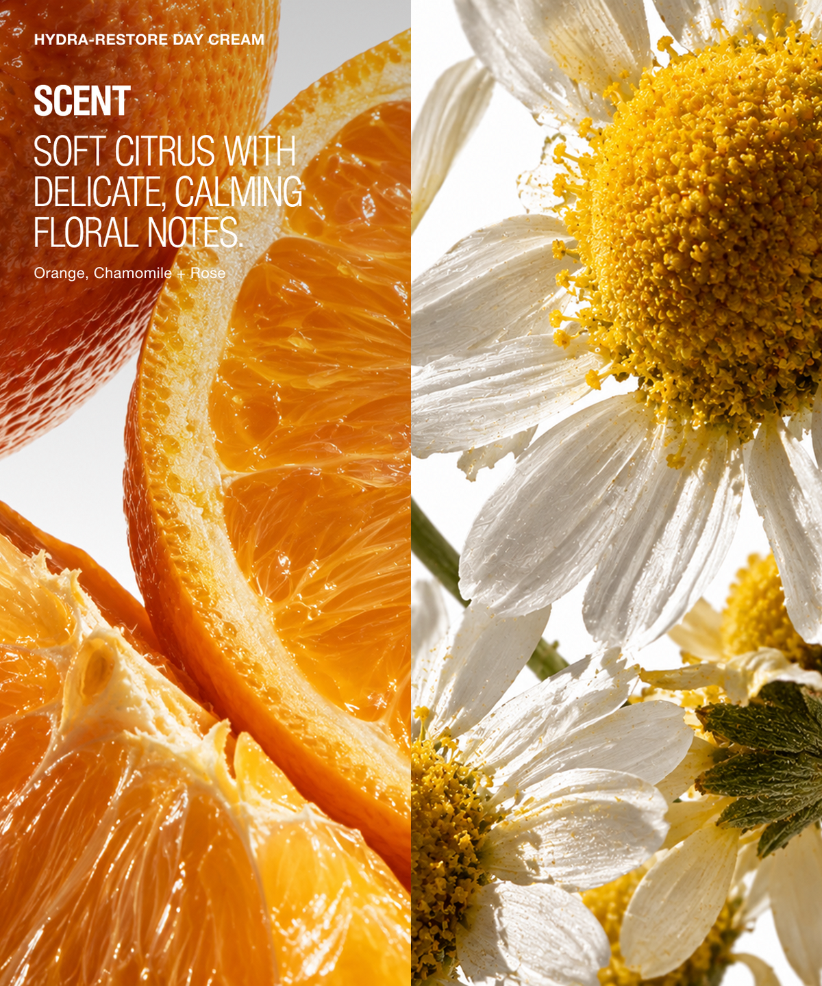 Scent marketing graphic for Hydra-Restore Day Cream, featuring a split design with vibrant orange citrus slices on the left and white chamomile flowers on the right. Text on the left reads 'SCENT SOFT CITRUS WITH DELICATE, CALMING FLORAL NOTES' and 'Orange, Chamomile, Rose'.