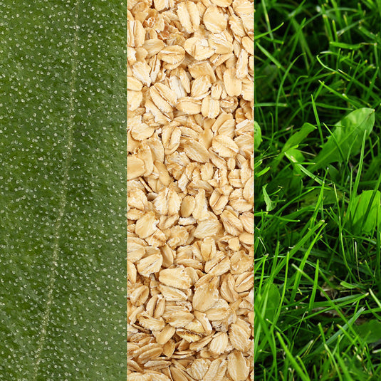 Three sections of green grass, oat seeds, and a close-up of a green leaf.