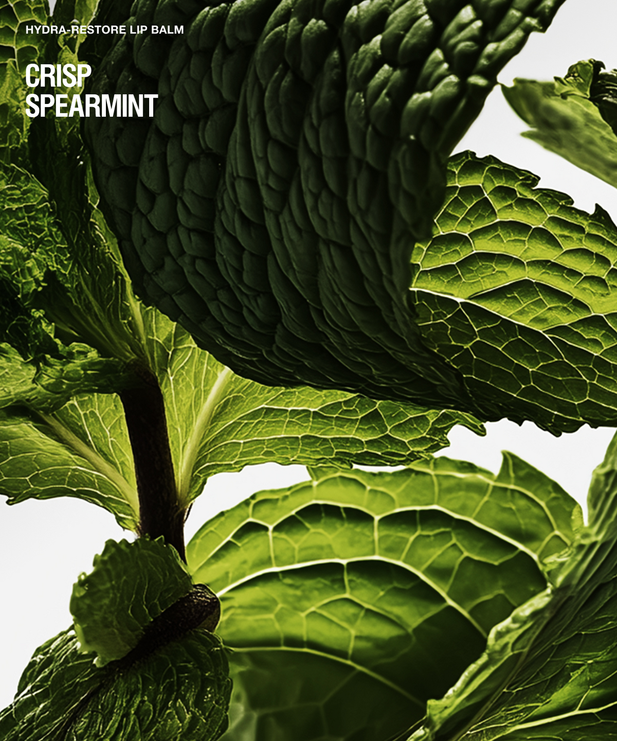 Promotional graphic for Crisp Spearmint Hyalu-Restore Lip Balm, featuring a close-up of fresh green spearmint leaves against a light background with white text.