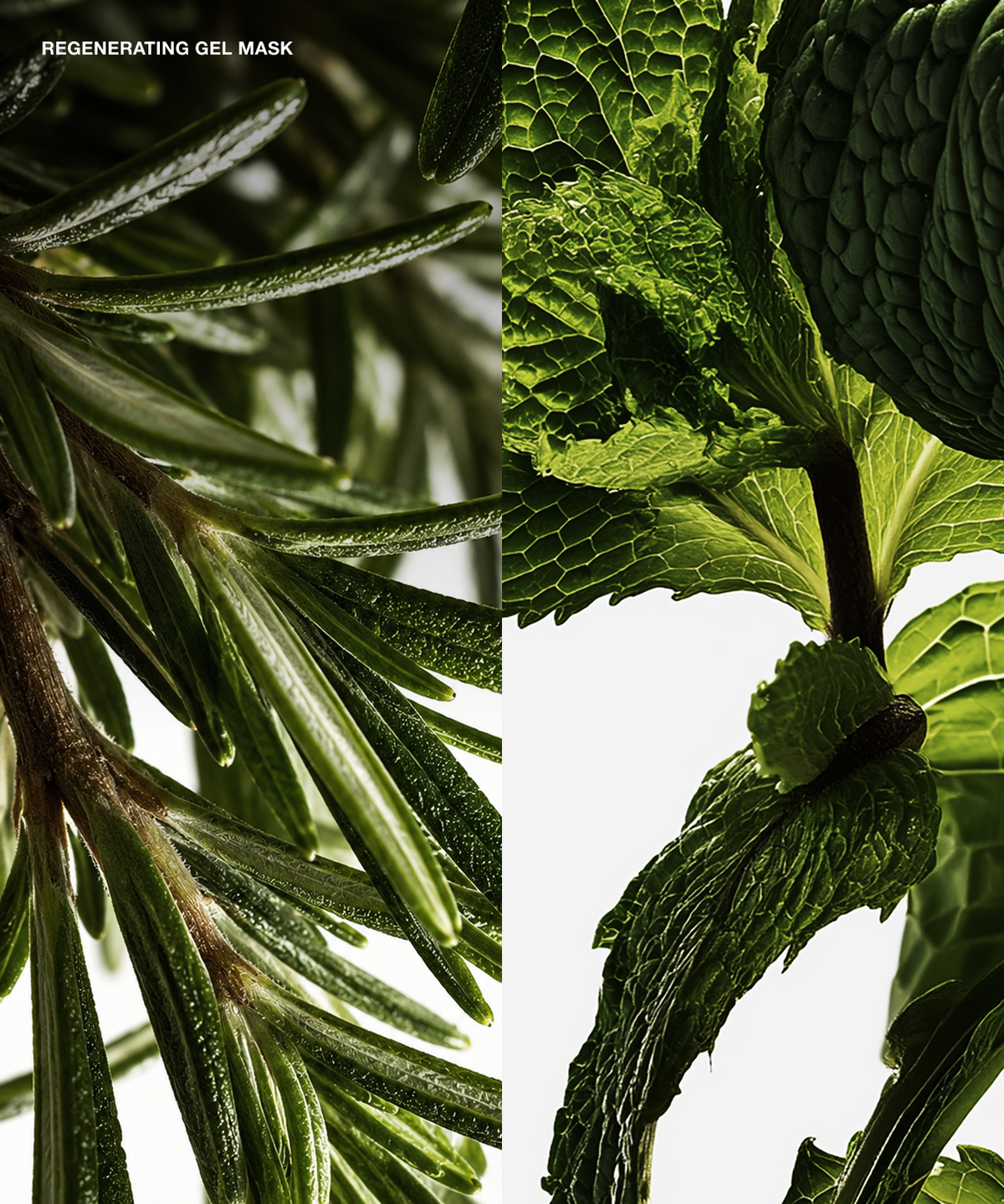 A split botanical beauty image labeled 'REGENERATING GEL MASK' showing close-up green plant leaves and stems on the left and right against a white background, suggesting natural ingredients for a skincare mask.