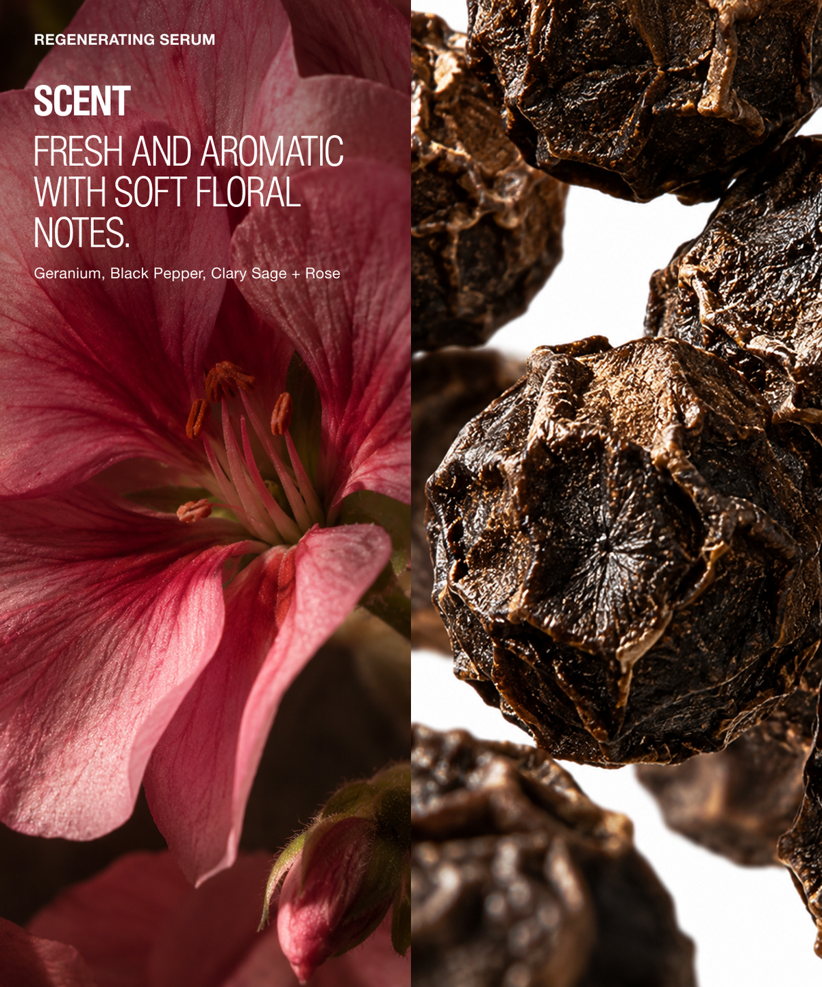 Scented moisturizer packaging or label design with a pink flower photo on the left and a close-up of dark dried botanical pods on the right. Text reads: 'REGENERATING MOISTURIZER', 'SCENT', 'FRESH AND AROMATIC WITH SOFT FLORAL NOTES.