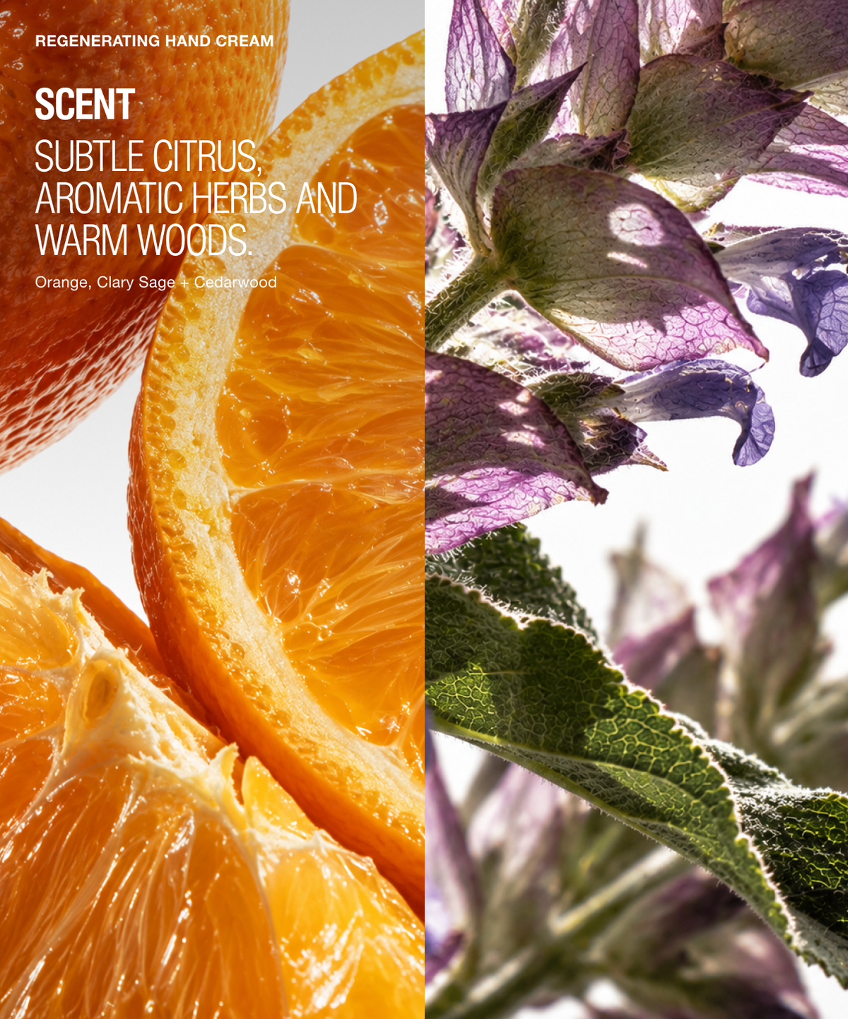 A fragrance/product graphic split vertically: the left half shows bright orange citrus slices with white text reading 'REGENERATING HAND CREAM' and 'SCENT SUBTLE CITRUS, AROMATIC HERBS AND WARM WOODS Orange, Clary Sage, Cedarwood.' The right half shows close-up purple flowers and green leaves against a bright white background.