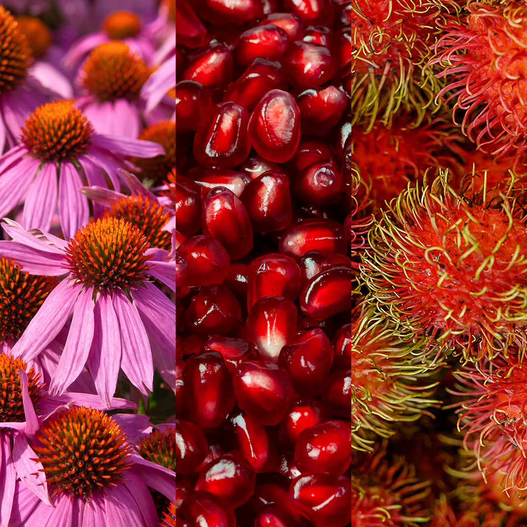Collage of pink flowers, red pomegranates, and red fruits with green leaves.