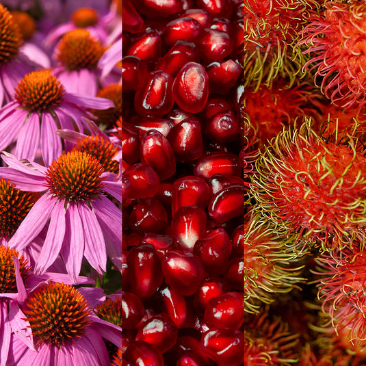Collage of pink flowers, red pomegranates, and red fruits with green leaves.