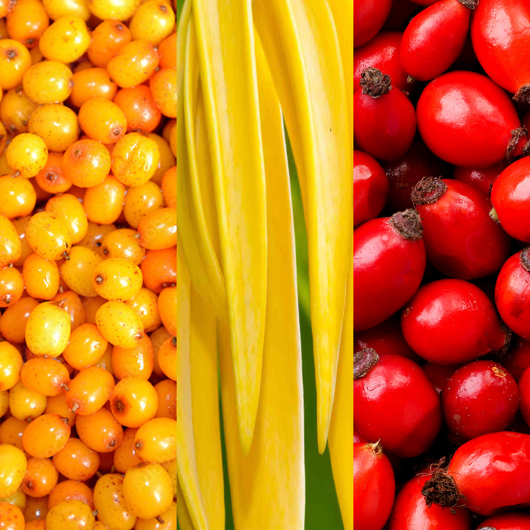 Three sections of yellow berries, a stalk of celery, and red berries.