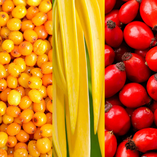 Three sections of yellow berries, a stalk of celery, and red berries.