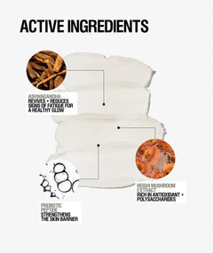 Infographic showing active ingredients in Primer - Ashwaganda, Reishi Mushroom Extract + Prebiotic Peptide