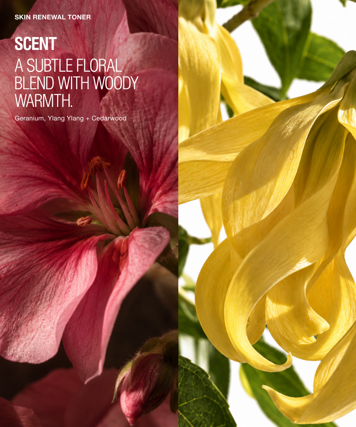 A split floral graphic for Skin Renewal Toner scent. The left half shows a close-up of a deep pink flower with white text reading 'SCENT A SUBTLE FLORAL BLEND WITH WOODY WARMTH' and ingredient names.
