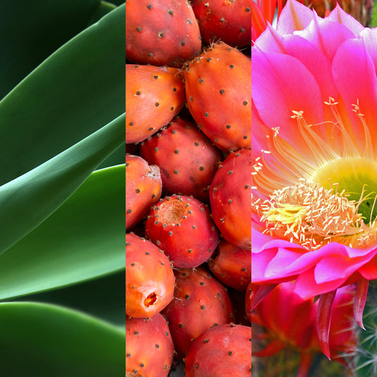 Collage of cactus leaves, prickly pear fruits, and a pink flower.