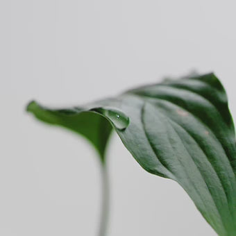 Video of Invigorate Hand Wash 