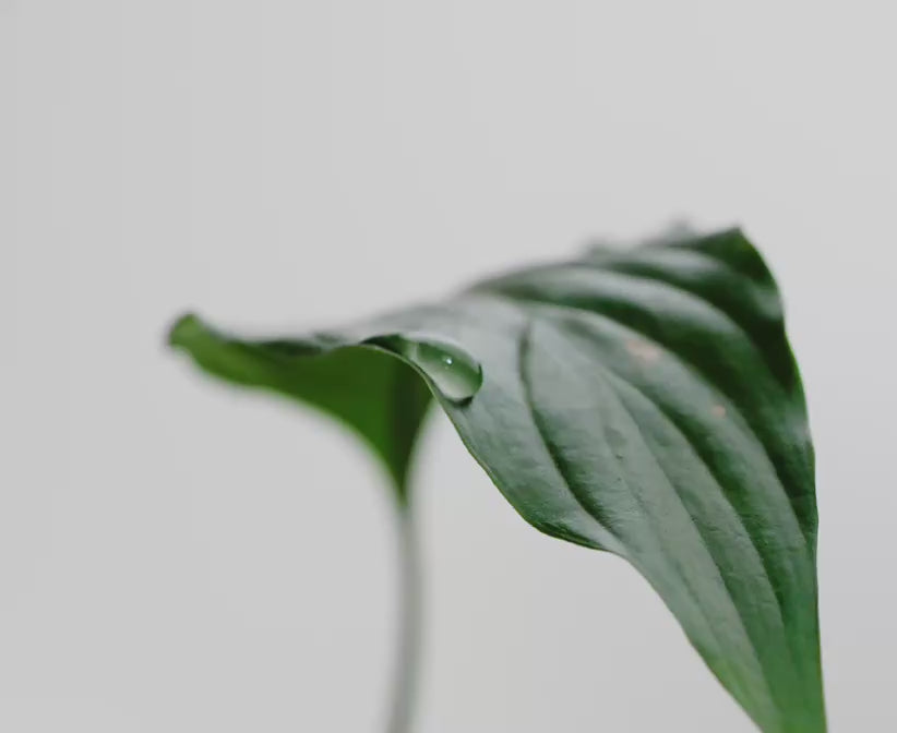 Video of Invigorate Hand Wash 